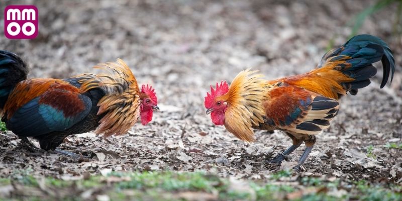 Lịch sử hình thành đá gà trực tiếp 67