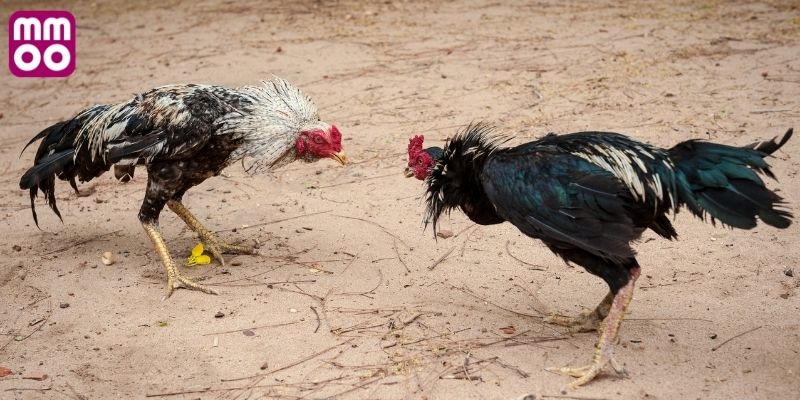 Tổng quan giống gà Peru đá tiền lớn