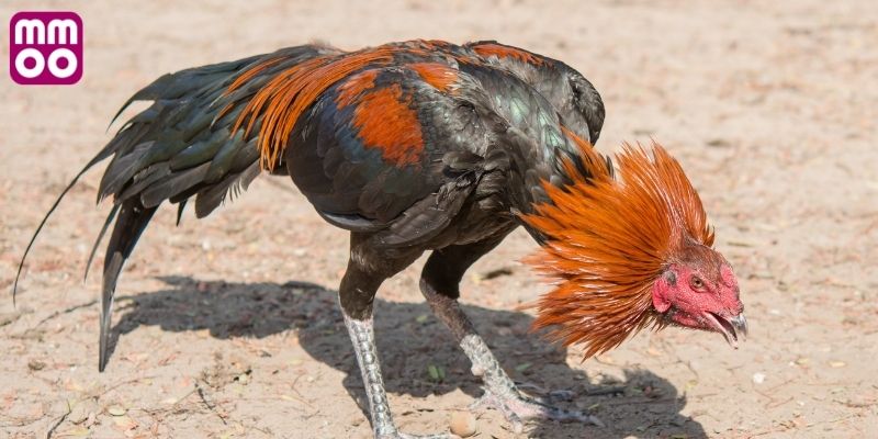 Quy tắc tham gia đá gà Campuchia cựa sắt