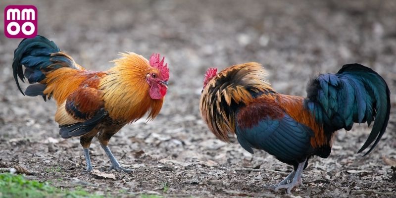 Phương pháp đào tạo gà đá Peru tiền lớn