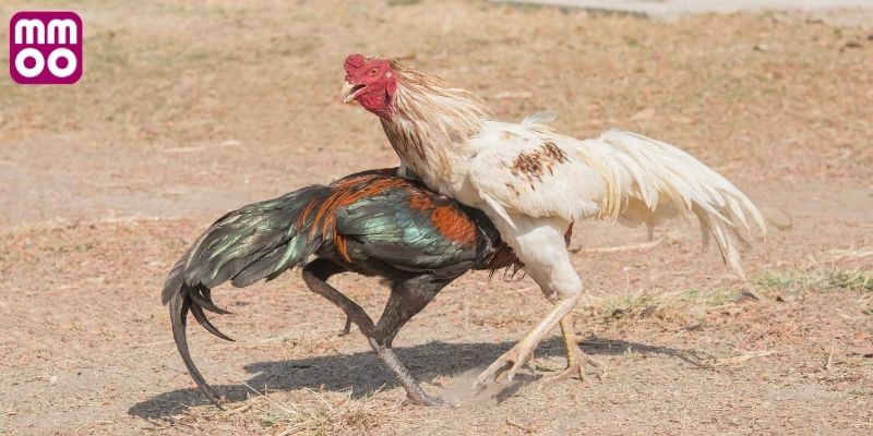 Tổng quan mô hình đá gà cựa sắt Campuchia