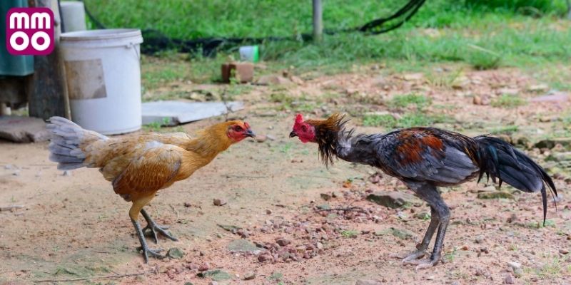 Yếu tố tạo sức hút đá gà Campuchia cựa sắt